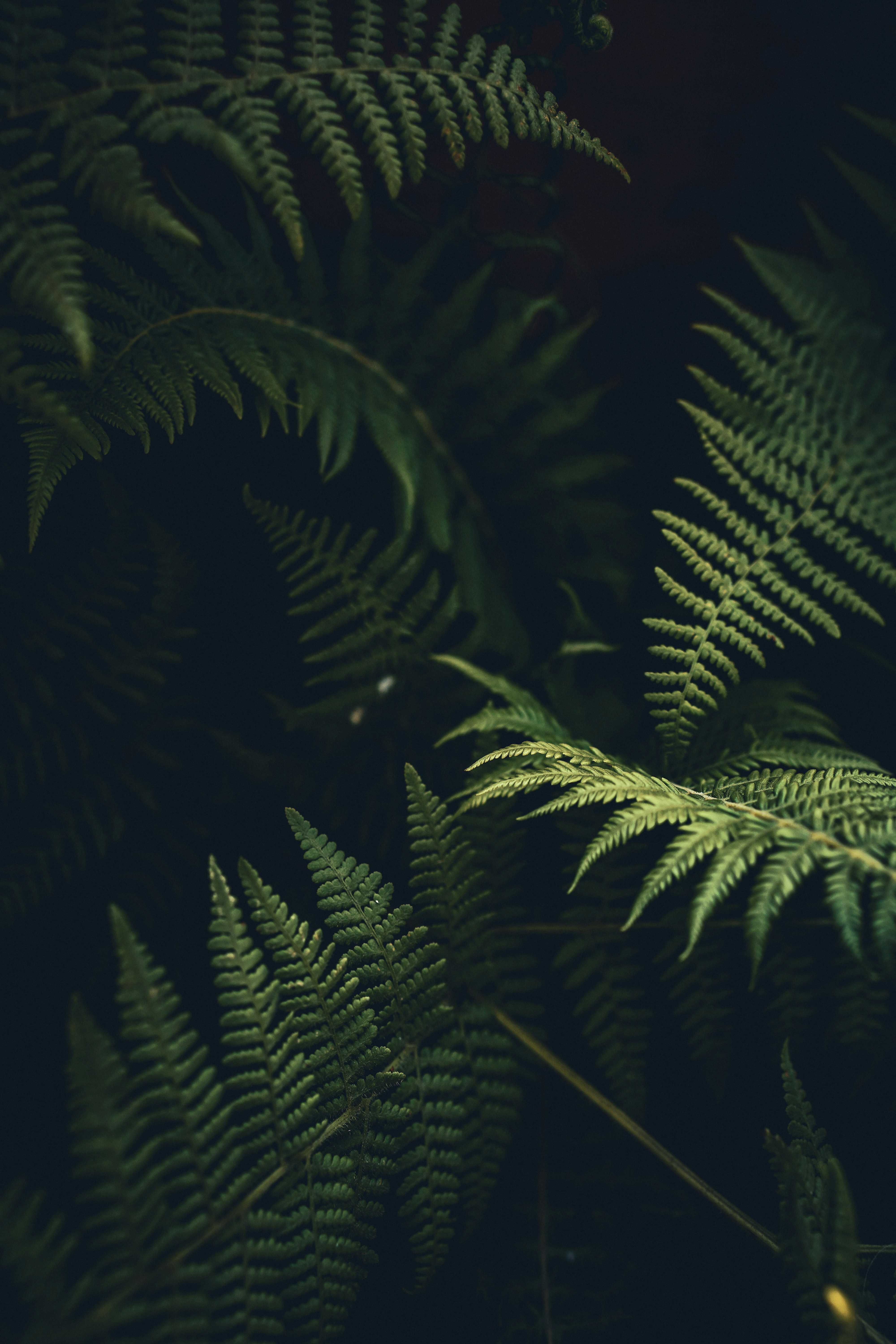 Image of fern.